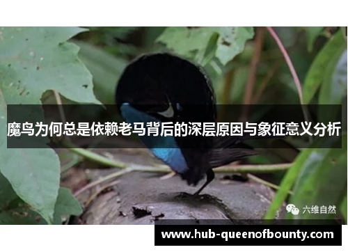 魔鸟为何总是依赖老马背后的深层原因与象征意义分析